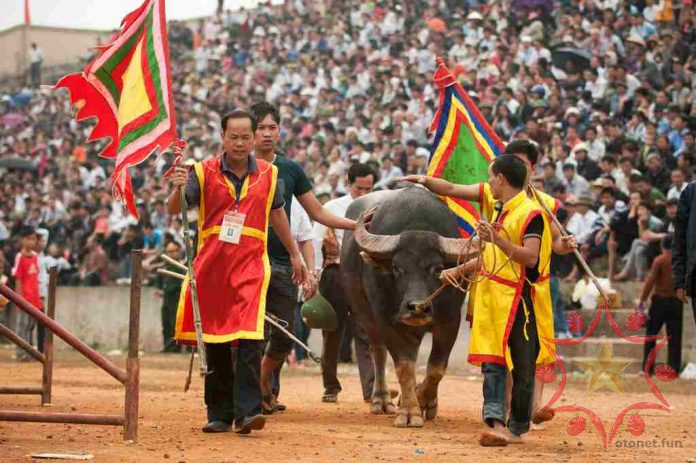 Dẫn trâu vào sới