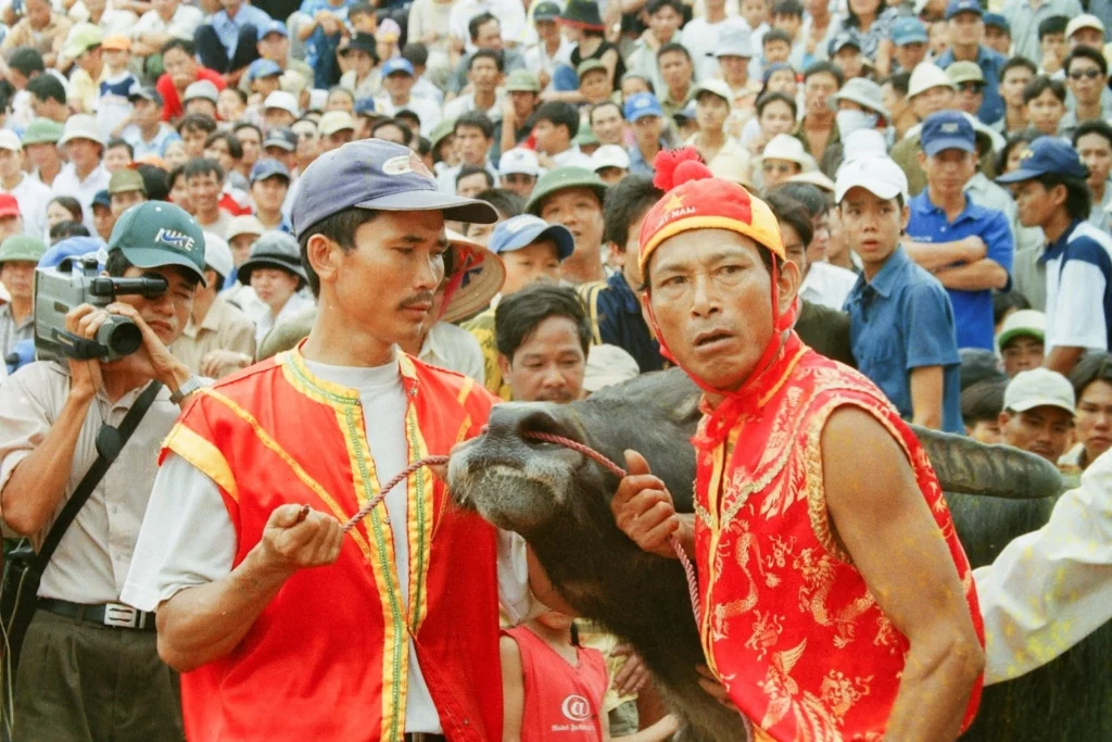 Lễ hội chọi trâu tháng chín âm lịch tại Hải Phòng