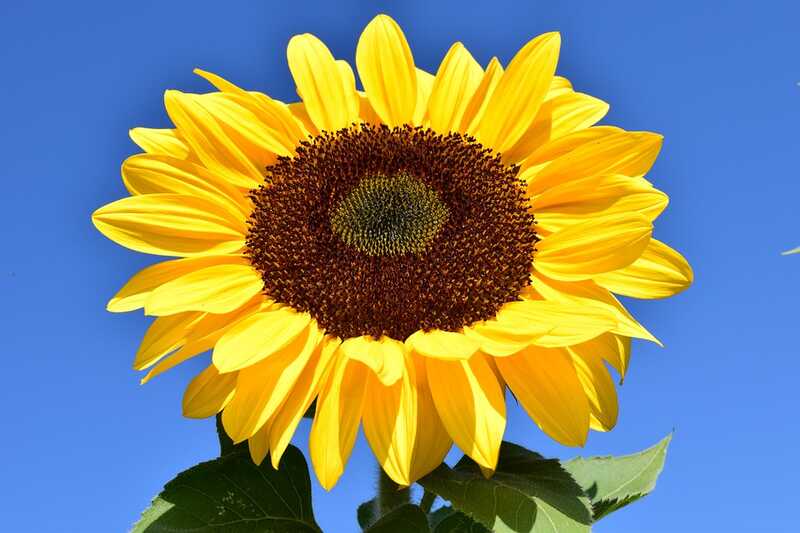 sunflower 1627179 960 720 sunflower 1627179 960 720
