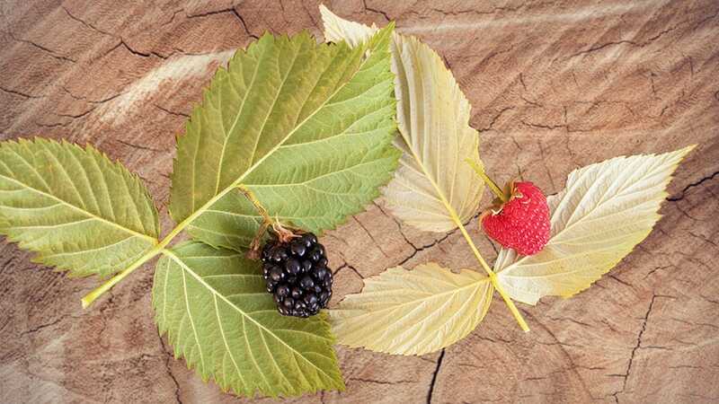 brombeere himbeere vergleich