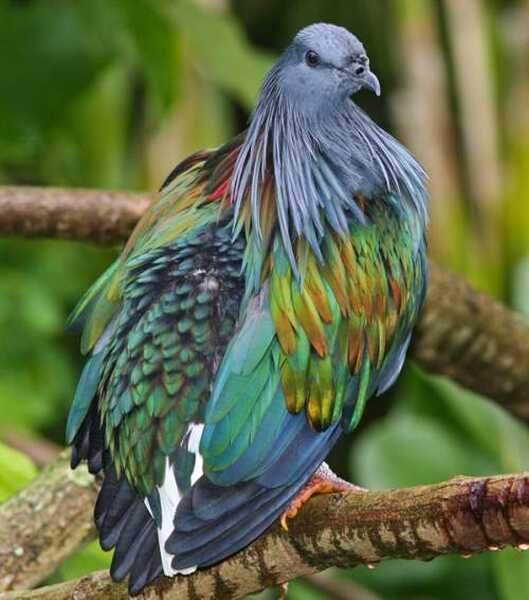 Nicobar pigeon   Caloenas nicobarica1 Nicobar pigeon   Caloenas nicobarica1