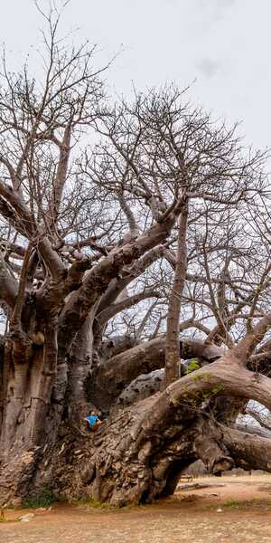 glencoe baobab tree limpopo south africa.jpeg glencoe baobab tree limpopo south africa.jpeg