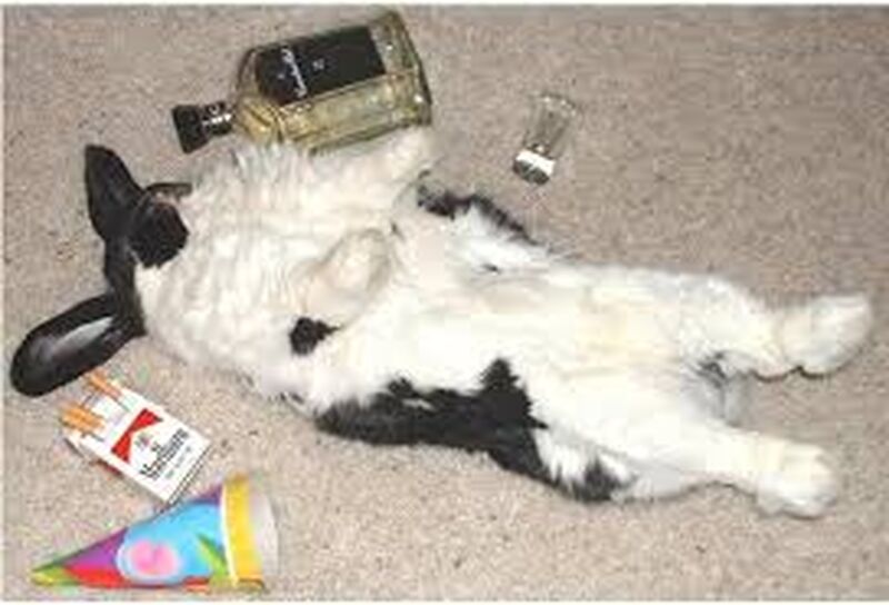 66C39818 FF88 4997 8D2B 2D9B9AE607BA 66C39818 FF88 4997 8D2B 2D9B9AE607BA