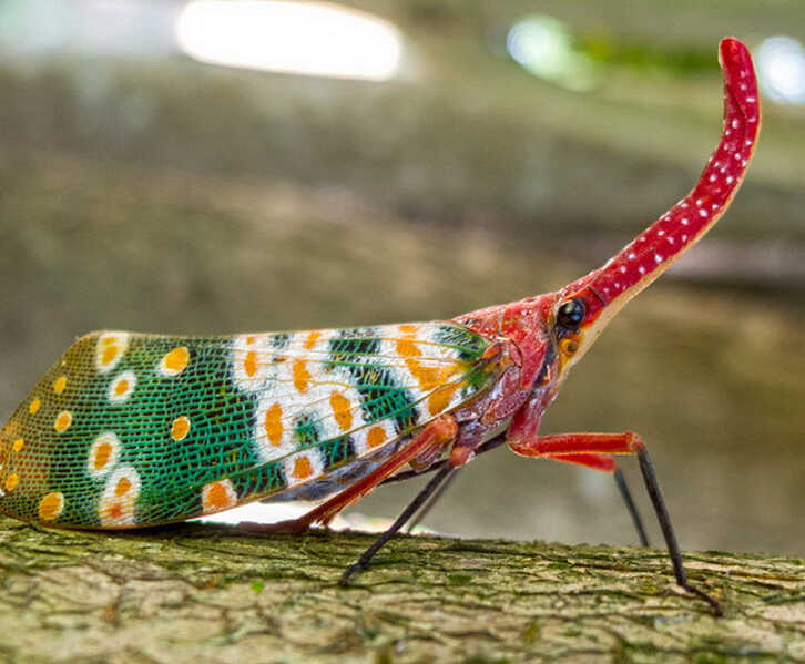 Pyropscandelaria2 Pyropscandelaria2