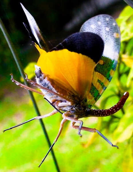 Pyropscandelaria5 Pyropscandelaria5