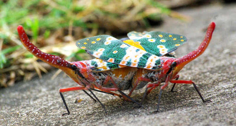 Pyropscandelaria6 Pyropscandelaria6