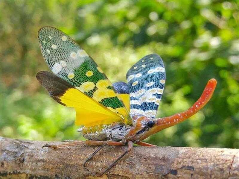 ve sau voi voi ve sau voi voi