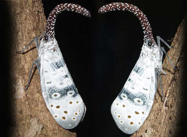 hoa6 234598 1368793888 hoa6 234598 1368793888