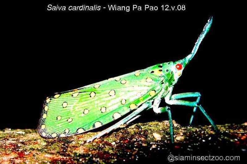 294857 269577766408802 1401893444 n 294857 269577766408802 1401893444 n