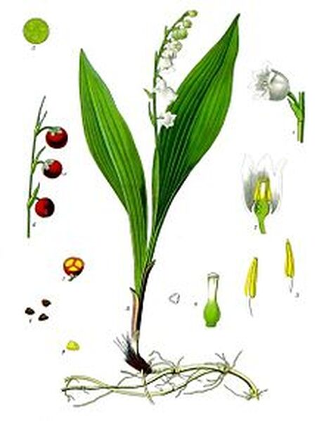 220px Convallaria majalis   Köhler–s Medizinal Pflanzen 045