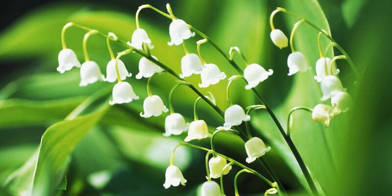 landscape 1457116174 lily2