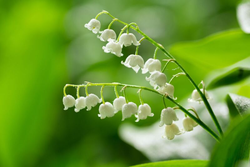 Lily Of The Valley Meaning And Symbolism The Spiritual Meaning Of The Lily Of The Valley Flower