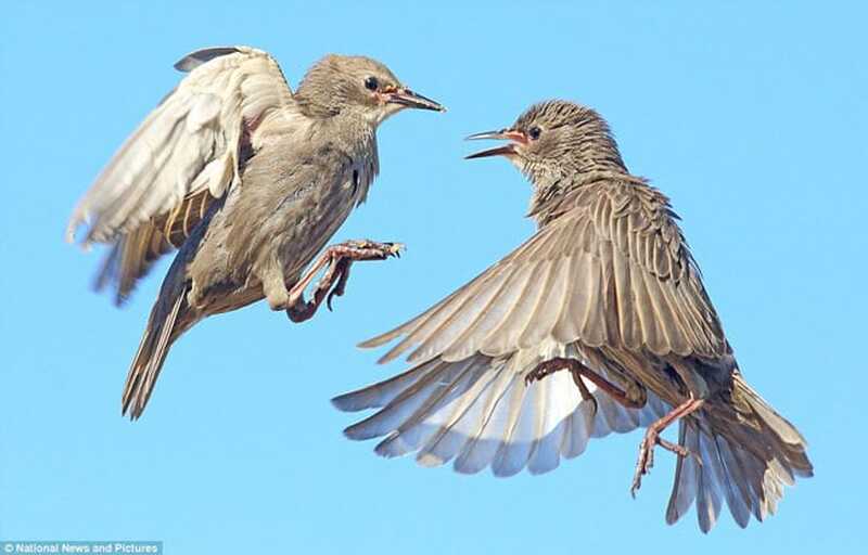 images1228884 chim sao da danh nhau phunutoday.vn7 images1228884 chim sao da danh nhau phunutoday.vn7