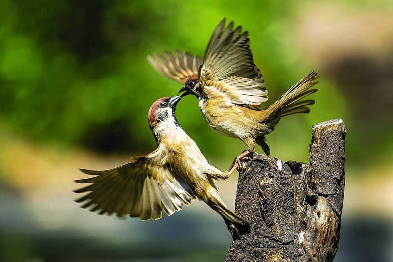 chi don gian la chim se nhung cung du lam me man. anh le duc cong chi don gian la chim se nhung cung du lam me man. anh le duc cong