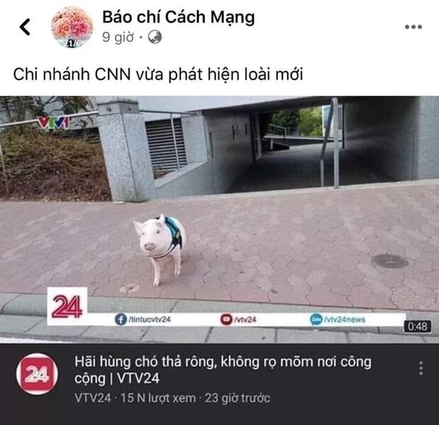 86172299 3246304652051419 4143530627498508288 n