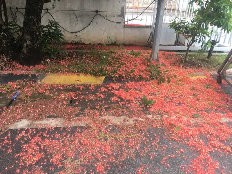 Lộc vừng 2 Lộc vừng 2