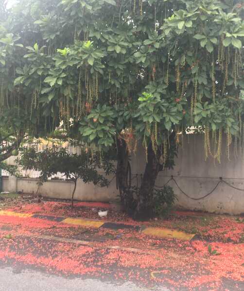 Lộc vừng 1 Lộc vừng 1