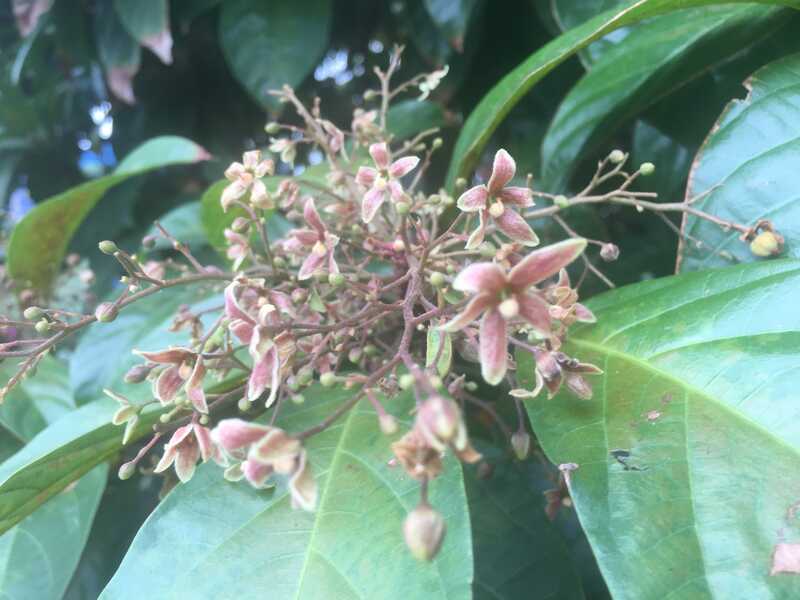 Hoa Secret1 Hoa Secret1