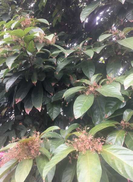 Hoa Secret2 Hoa Secret2