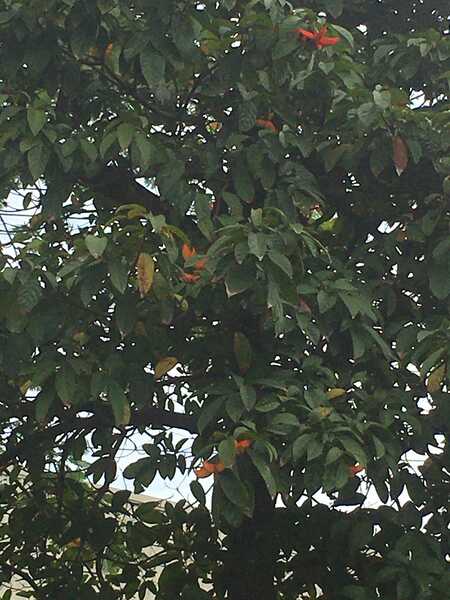 Cây Secret 3 Cây Secret 3