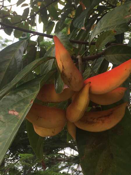 Cây Secret 4 Cây Secret 4