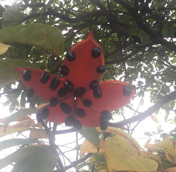 Cây Secret 5 Cây Secret 5