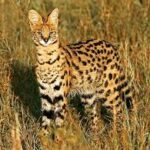 Meorung
